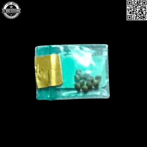 Bodhi Seeds Chem D x Sunshine Daydream 11 Regular Seeds - Image 2