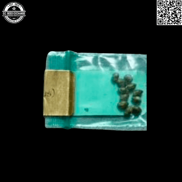 Bodhi Seeds Drunken Parrot (Northern Lights #5 Noof x Snow Lotus) 11 Regular Seeds - Image 2