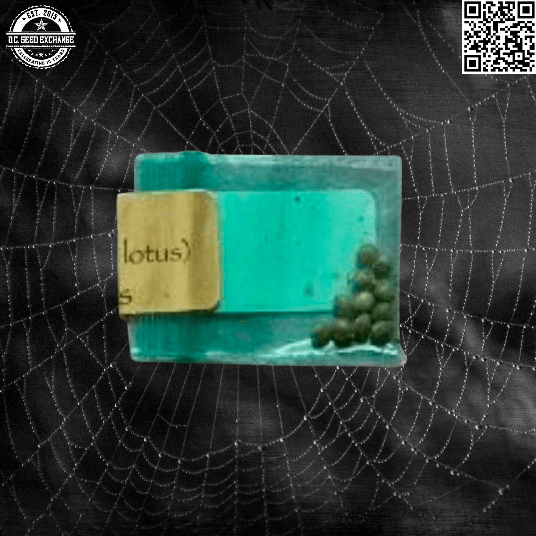 Bodhi Seeds Green Lotus F1 (Green Crack x Snow Lotus) 11 Regular Seeds - Image 2