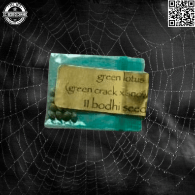 Bodhi Seeds Green Lotus F1 (Green Crack x Snow Lotus) 11 Regular Seeds