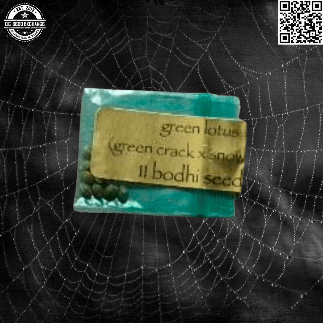 Bodhi Seeds Green Lotus F1 (Green Crack x Snow Lotus) 11 Regular Seeds