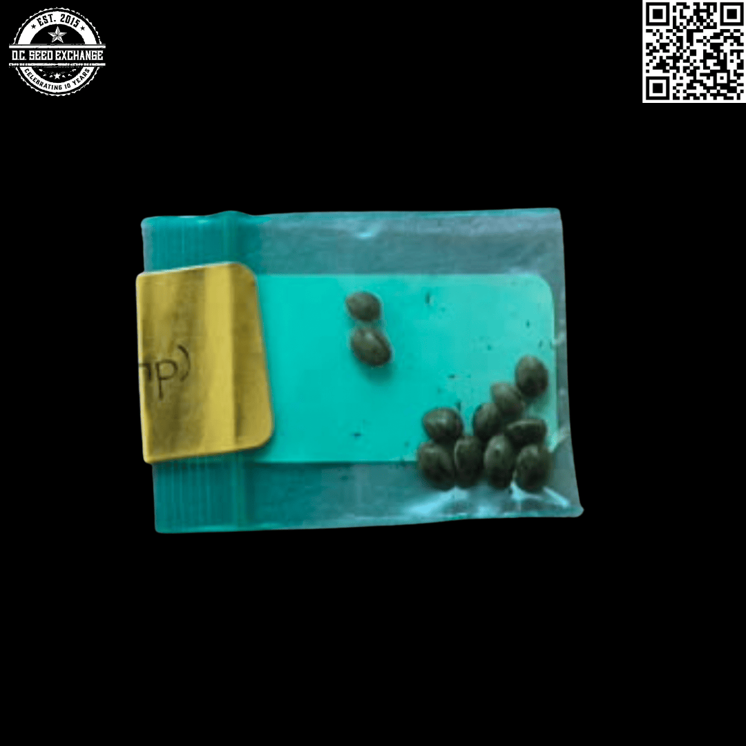 Bodhi Seeds Mindfullness (Genius Thai x 88G13/HP) 11 Regular Seeds - Image 2