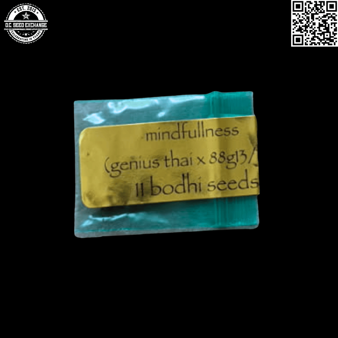 Bodhi Seeds Mindfullness (Genius Thai x 88G13/HP) 11 Regular Seeds