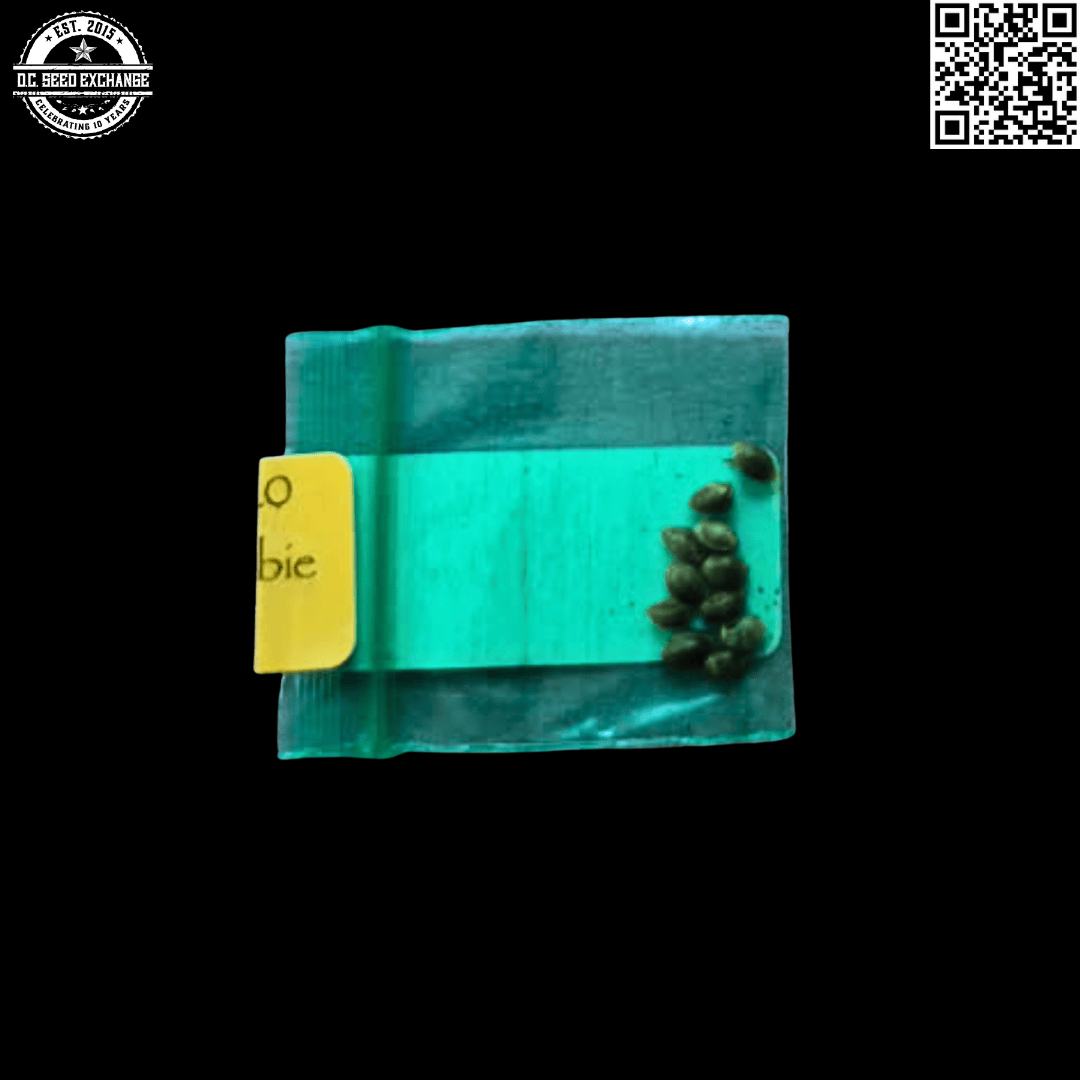 Bodhi Seeds Snow Monkey F1 (GG4 x Snow Lotus) 11 Regular Seeds - Image 2