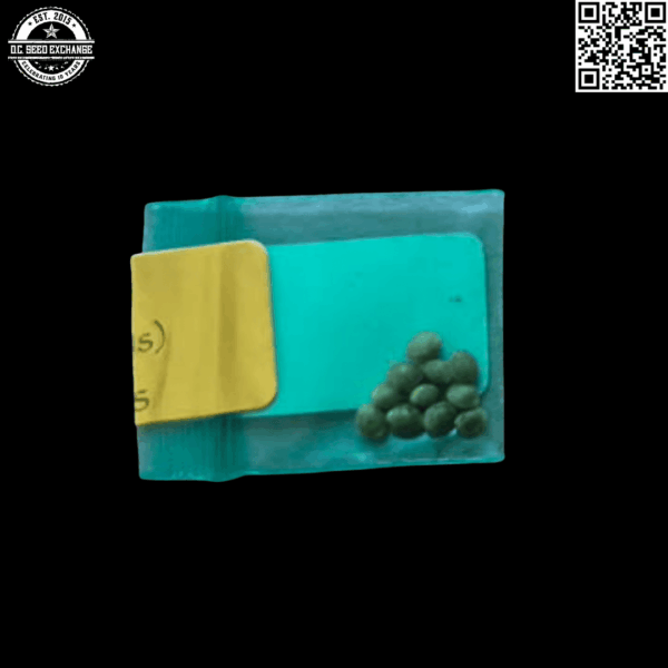 Bodhi Seeds Solo's Stash (Hollywood Pure Kush x Snow Lotus) 11 Regular Seeds - Image 2