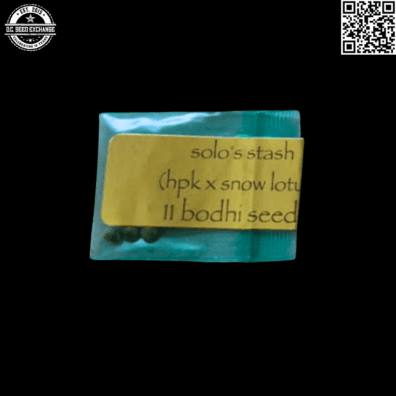 Bodhi Seeds Solo's Stash (Hollywood Pure Kush x Snow Lotus) 11 Regular Seeds