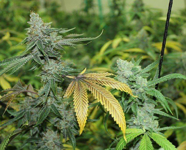 Bodhi Seeds Black Triangle (Triangle Kush x 88g13/hp) 11 Regular Seeds - Image 4