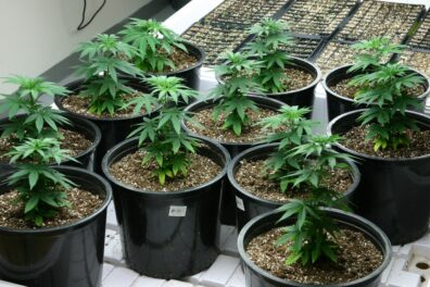 Centennial Seeds   Dakini Kush