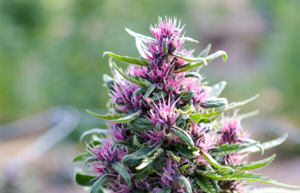 Green Source Gardens Pinkleberry F7 10 Regular Seeds - Image 2