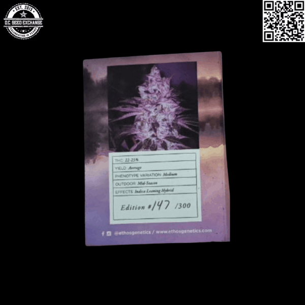Ethos Genetics Limited Release Purple Roze F1 (Purple Punch x Roze) 10 Regular Seeds - Image 3