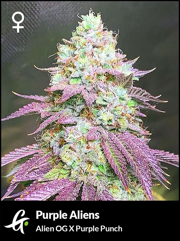 Greenpoint Seeds Purple Aliens (Alien OG x Purple Punch) 6 Feminized Seeds - Image 2