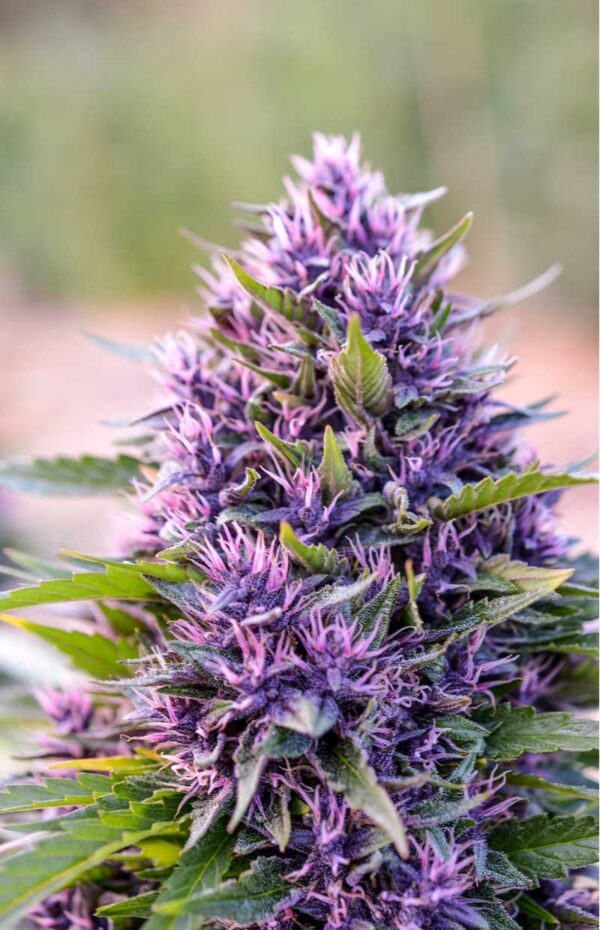 Green Source Gardens Pinkleberry F7 10 Regular Seeds - Image 5