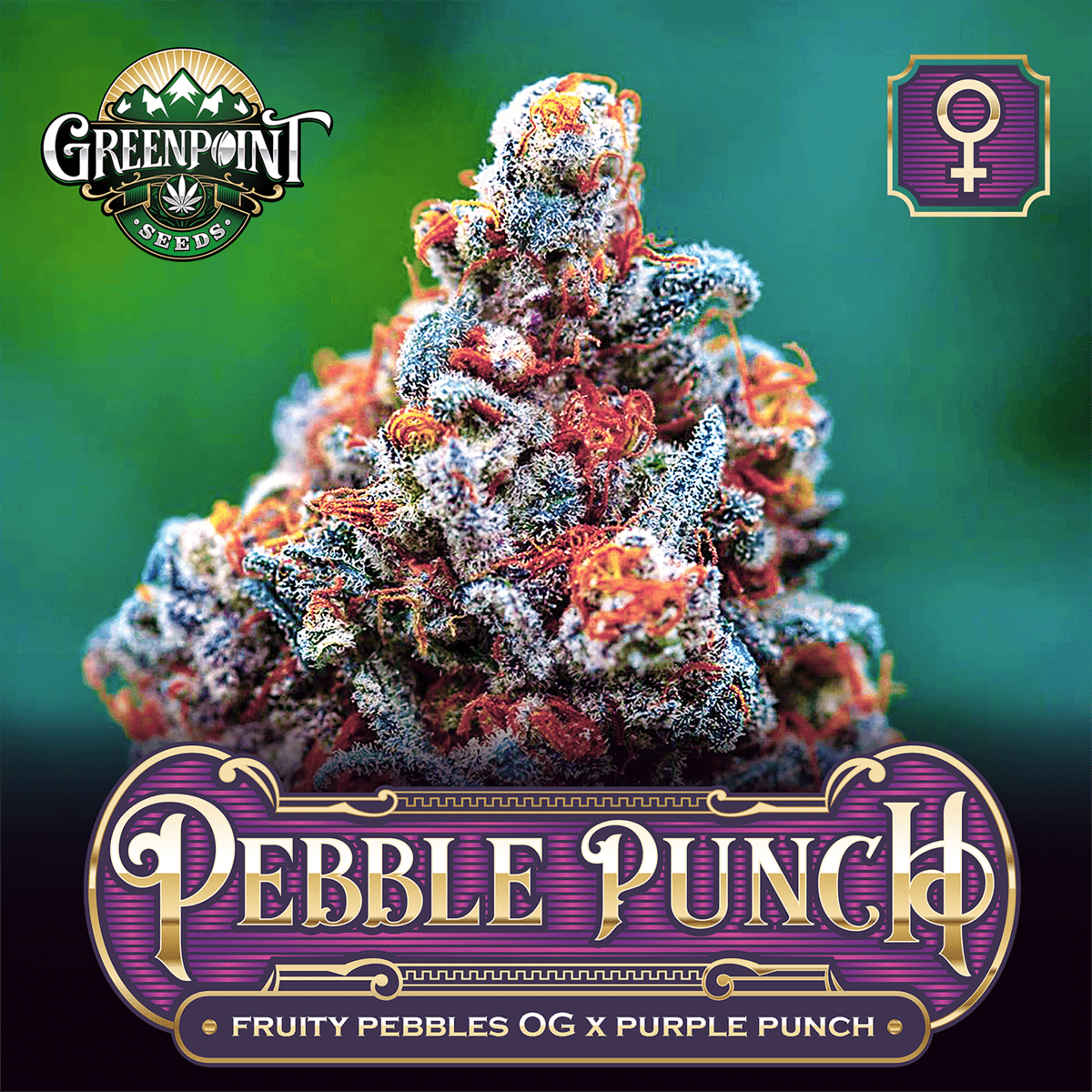 Greenpoint Seeds Pebble Punch F1 (Fruity Pebbles OG x Purple Punch) 10 Regular Seeds - Image 2