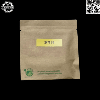 GuamMaineian Gardens SR71 F4 6 Feminized Seeds
