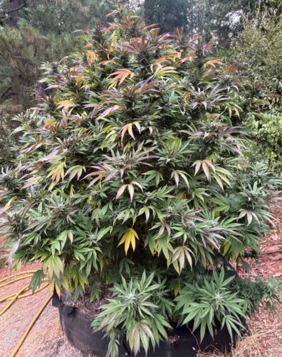 High Notes F3 (Very Cherry F2 x Magnum Opus F11) 10 Regular Seeds
