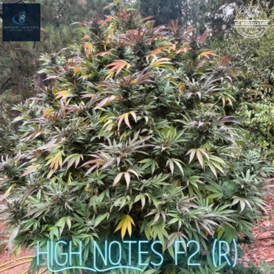 High Notes F2 IG