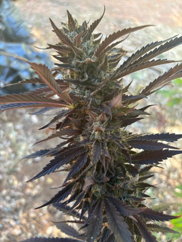 High Tides F3 (Banana Cream Cake F2 x Dosidos #22 F3) 10 Regular Seeds - Image 2