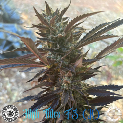 High Tides F3 IG