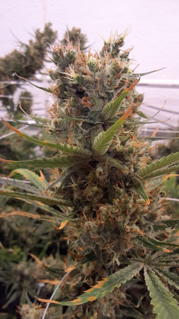 Dynasty Genetics Honey Badger Haze (Ice Queen aka C99/Williams Wonder x Ms. Universe #10) 5 Regular Seeds - Image 2