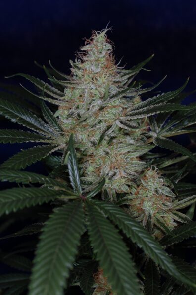 Jack the Ripper BX (Pandora’s Box × Jack the Ripper F2) 5 Regular Seeds