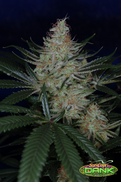 JackTheRipperBX thumbnail