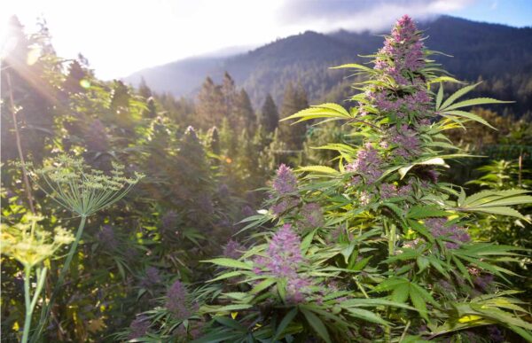 Green Source Gardens Pinkleberry F7 10 Regular Seeds - Image 3