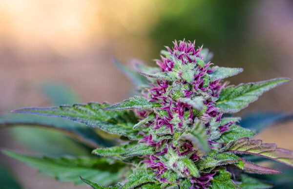 Green Source Gardens Pinkleberry F7 10 Regular Seeds - Image 4