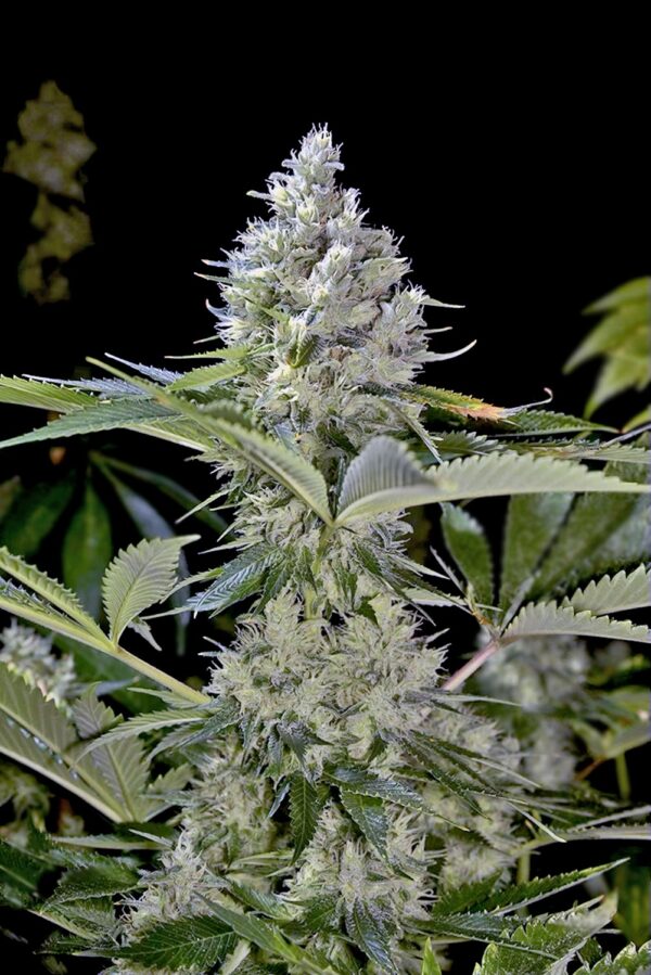 Skunk Oil F1 (Rubber Afghani x Chem Fire) 10 Regular Seeds - Image 2