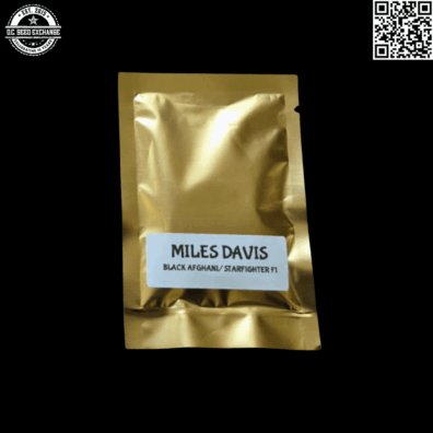 Strayfox Gardenz Miles Davis (Black Afghani x Starfighter F1) 10 Regular Seeds