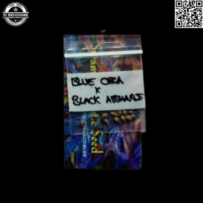 Swami Organic Seeds Blue Orca x Black Afghani 10 Regular Seeds
