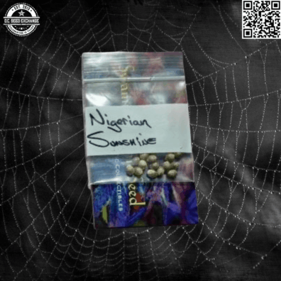 Swami Organic Seeds Nigerian Sunshine Front IG