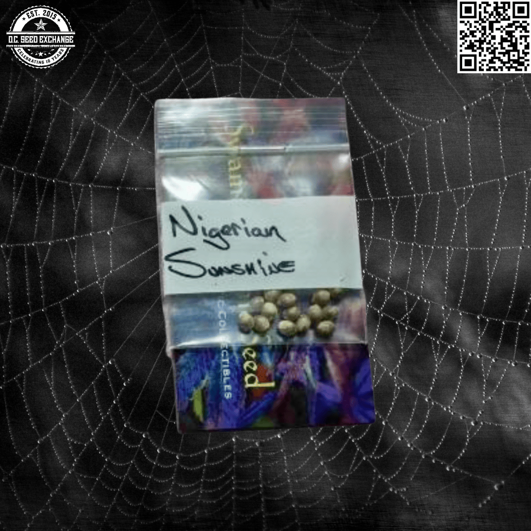 Swami Organic Seeds Nigerian Sunshine 12 Regular Seeds