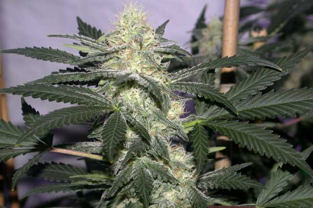 Swami Organic Seeds Nigerian Sunshine 12 Regular Seeds - Image 2