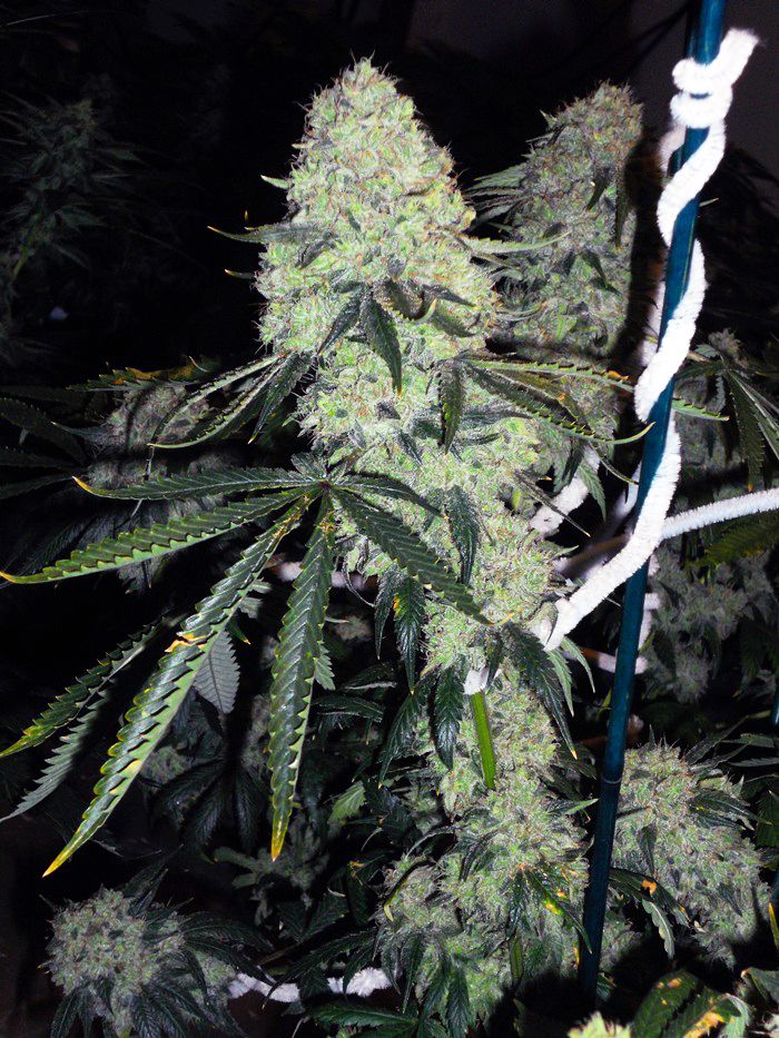 The Cali Connection Deadhead OG (Chem 91 x Tahoe OG Kush) 6 Feminized Seeds - Image 2