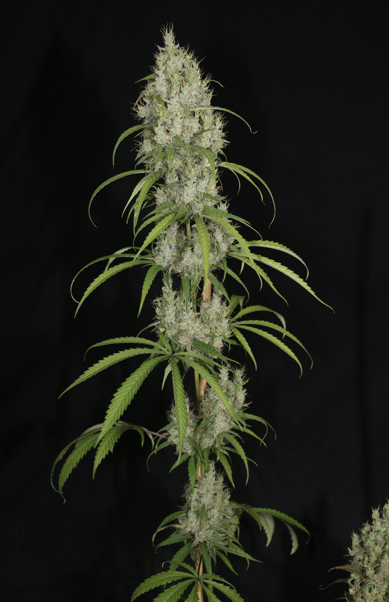 Medi Laos Medi (Pak x Laos Landrace) 13 Limited Edition Regular Seeds