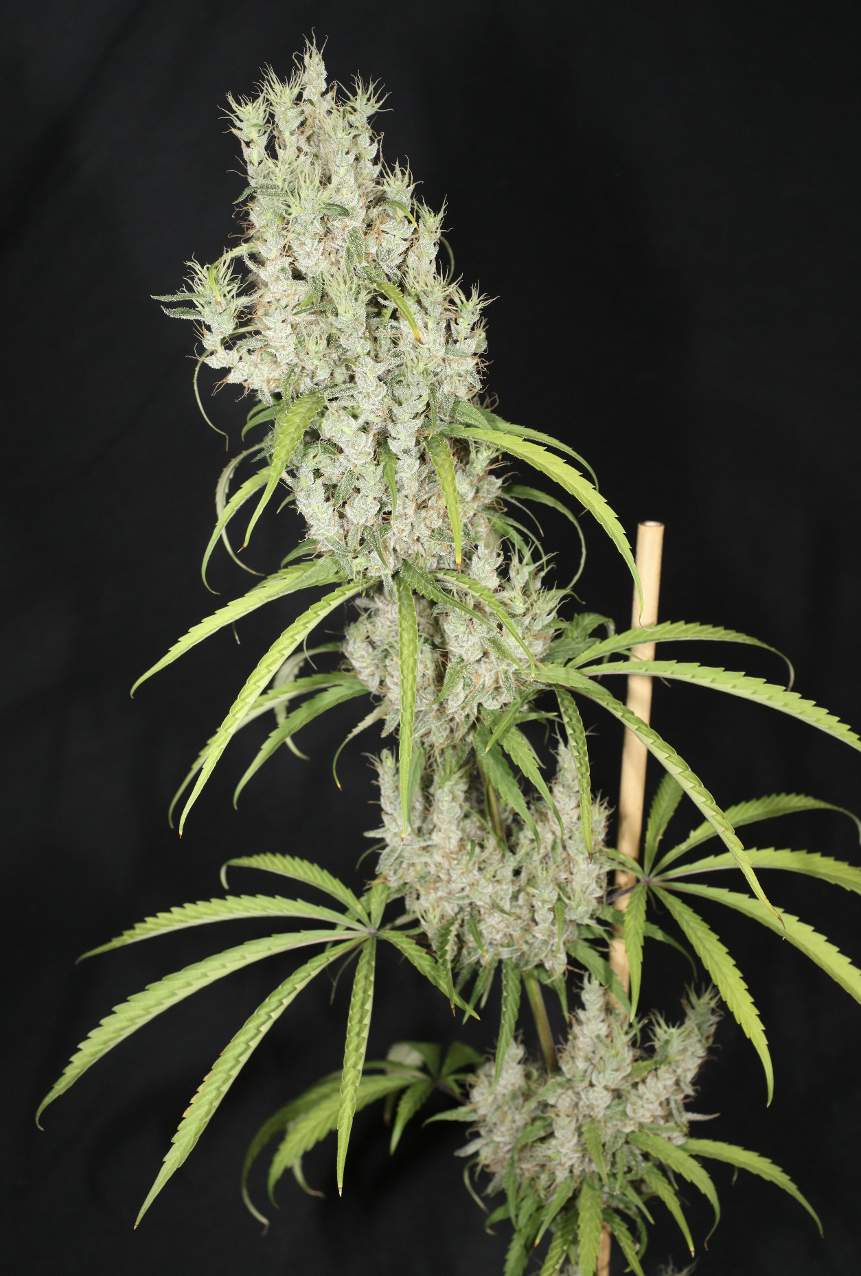 Medi Laos Medi (Pak x Laos Landrace) 13 Limited Edition Regular Seeds - Image 2