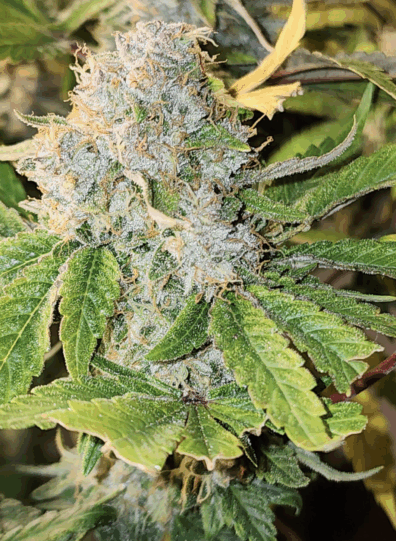 Rick’s Dog (Chemdog 91 x Rick’s Pupil) 13 Limited Edition Regular Seeds