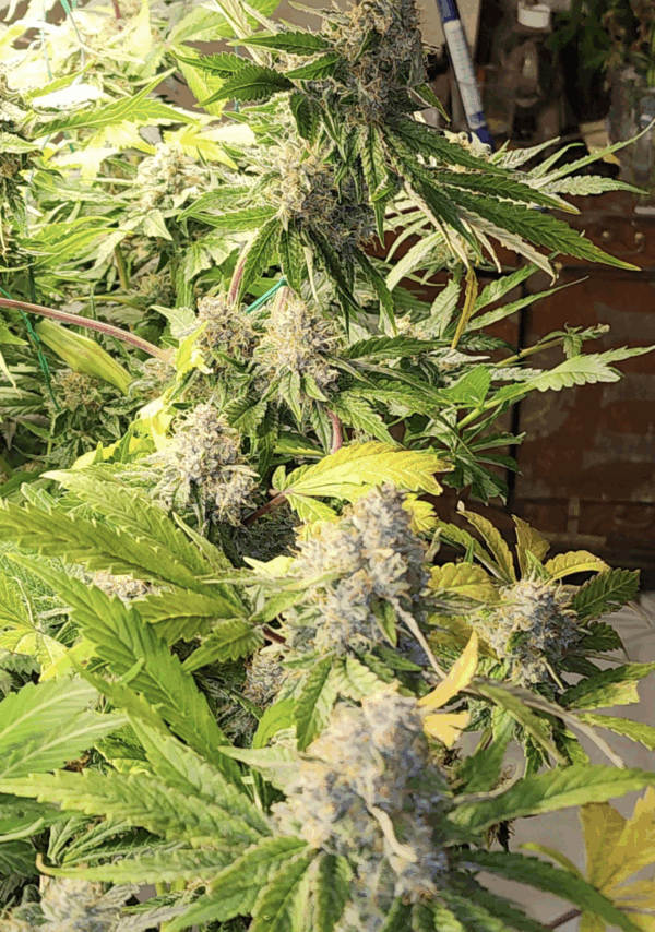 Rick’s Dog (Chemdog 91 x Rick’s Pupil) 13 Limited Edition Regular Seeds - Image 2