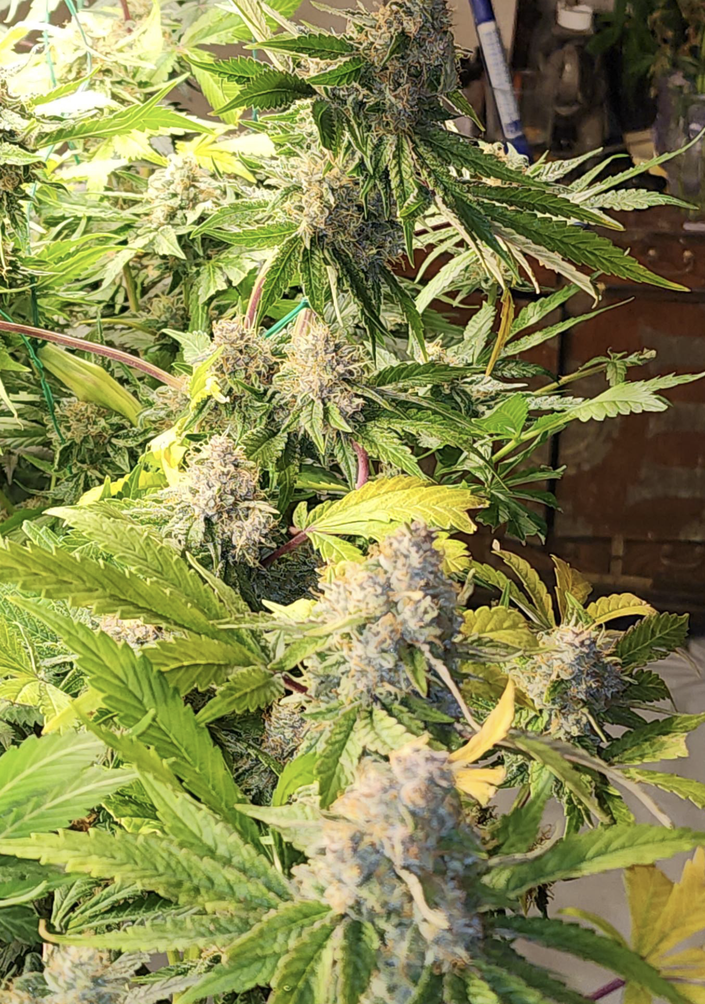 Rick’s Dog (Chemdog 91 x Rick’s Pupil) 13 Limited Edition Regular Seeds - Image 2