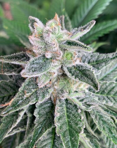 Backroads F2 (Chocolope BX x I-95) 10 Regular Seeds