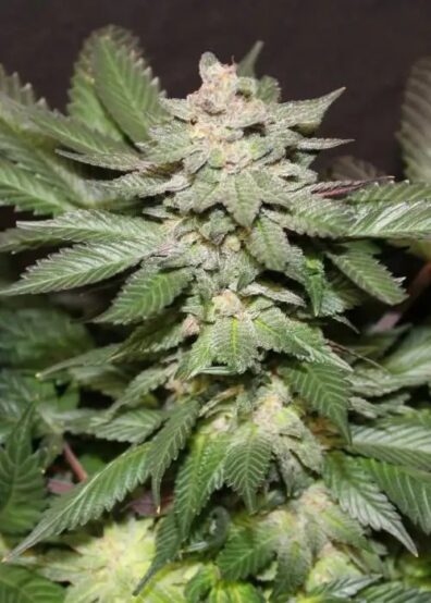 BLUE GOD BUD PHX