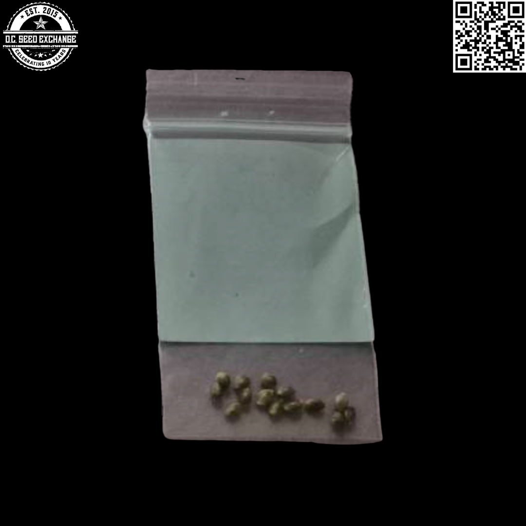 BOG Seeds Blue Moon Rocks (Blue Moon x BOG Bubble) 13 Regular Seeds - Image 4