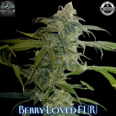 Berry Loved IG