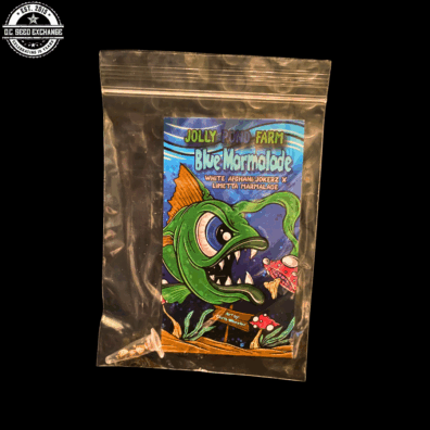 Blue Marmalade (White Afghani/Jokerz x Limetta Marmalade) 3 Feminized Seeds