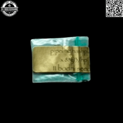 Bodhi Seeds Pipeline Hashplant x 88g13/hp 11 Regular Seeds