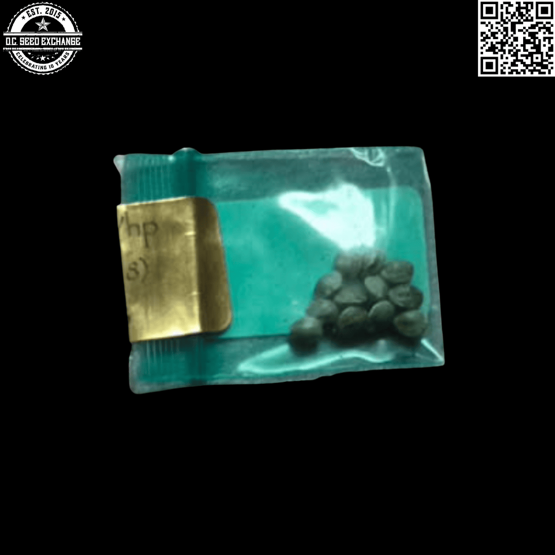 Bodhi Seeds (Deep Line Alchemy #8) Pure Afghan x 88g13/hp 11 Regular Seeds - Image 2