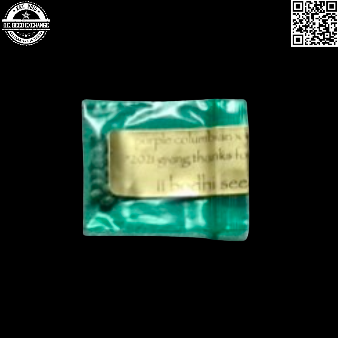 Bodhi Seeds Purple Colombian x Kashmir 11 Regular Seeds