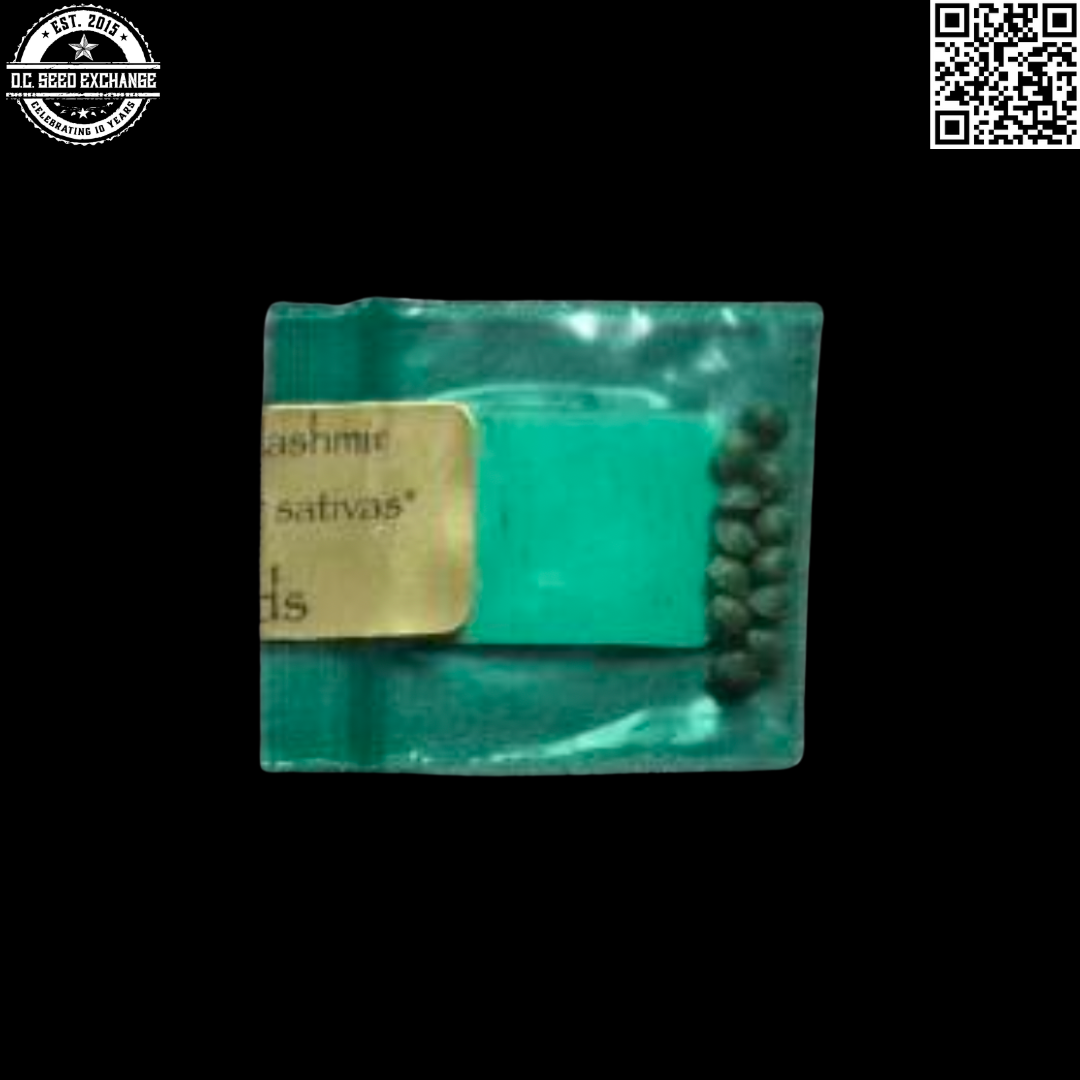 Bodhi Seeds Purple Colombian x Kashmir 11 Regular Seeds - Image 2