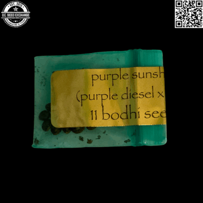 Bodhi Seeds Purple Sunshine (Purple Diesel x SSDD) 11 Regular Seeds