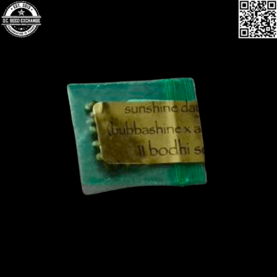 Bodhi Seeds Sunshine Daydream Front IG copy 2